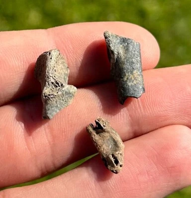 Fossil Bird Bones LOT OF 3 Avian Rare Pleistocene Florida Ice Age - Image 1 of 2