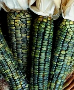 Corn Seeds Oaxacan Green 100 seeds Dent Sweet or Flour Heirloom Organic Zapotec - Picture 1 of 6