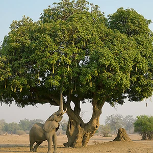 AFRICAN SAUSAGE TREE 15 Seeds | Kigelia Africana Sacred Shaman Medicinal Exotic - Picture 1 of 10