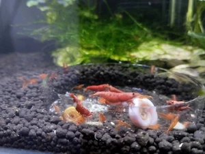 15 Gambas Neocaridinas Red Sakura .Acuario/Pecera - Imagen 1 de 1