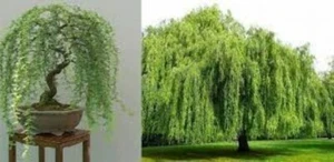 Weeping tea tree! RARE! Hardy!!! Ideal indoor or outdoor bonsai! 50 Fresh seeds! - Picture 1 of 2