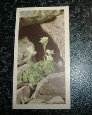 Brooke Bond - Wild Flowers Series 1 (1955) - Choose From Selection