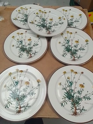 Villeroy Boch Botanica Speiseteller 26,5 cm Preis Pro Teller Sehr Gut Erhalten - Bild 1 von 4