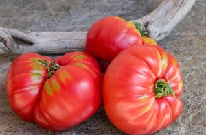 Pomodoro a cuore di bue di Gyergyó dalla Transilvania Oxheart 10+ semi - semi... - Foto 1 di 1
