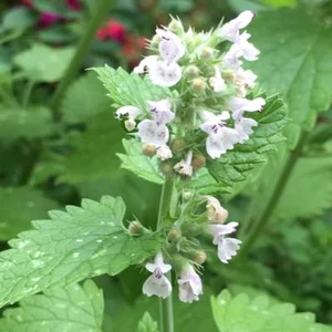 Nepeta cataria CATNIP Fragrant Leaves Seeds! - Picture 1 of 1