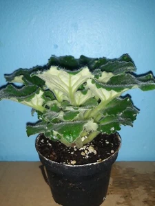 African Violet " RM - Rozovaya Volna " große Pflanze Usambaraveilchen.   - Bild 1 von 5