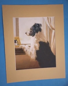 Impresión de imagen Border Collie 11" x 14" mate 8" x 10" esperando pacientemente - Imagen 1 de 3