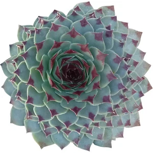 Sempervivum Calcareum Tectorum Houseleek (2'' or 4'') - Picture 1 of 16