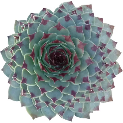 Sempervivum Calcareum Tectorum Houseleek (2'' or 4'') - Image 1 of 4