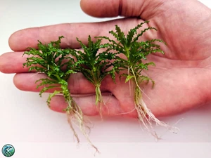 Pogostemon helferi – 3 talee (5 cm) con radici – piante vive per aquario dolce - Foto 1 di 3