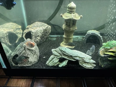 Flowerhorn 2.5-3.5 Inch Live Fish - Image 1 of 4