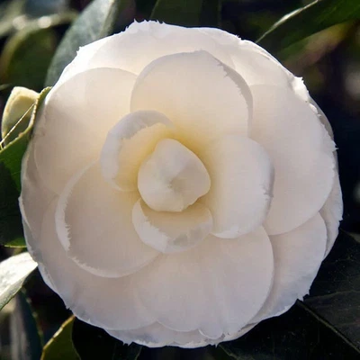 MESARBUSTES.COM Camellia japonica 'Alba Plena' * - Camélia d'hiver blanc