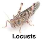10 x Locusts Size 4 Live Reptile Food Livefood Insects Live Food