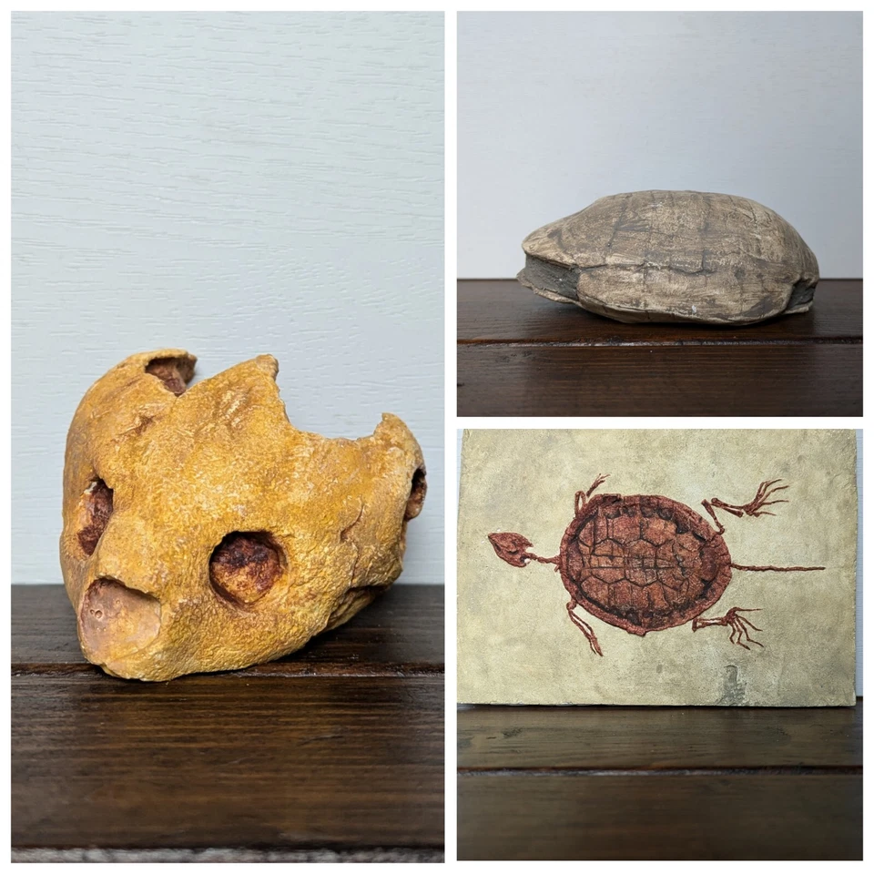 Turtle Fossil Replicas | Skull, Shell and Skeleton - Image 1 of 1