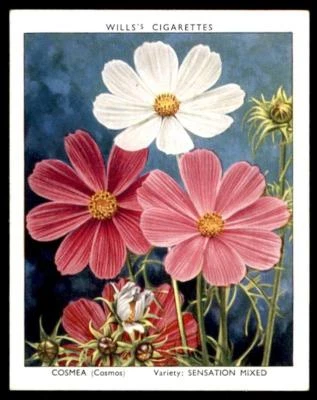 Garden Flowers New Varieties 2nd Series 1939 - Cosmea (Sensation Mixed) No.8 - Image 1 of 2
