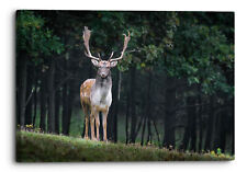 Fallow Deer Large Male Standing by Forest Canvas Print Wall Art Picture