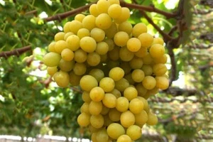 Algodón de azúcar uva - 4 esquejes para enraizamiento o injerto - fácil de enraizar - últimos - Imagen 1 de 1