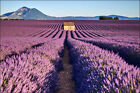 VINYL Fototapete 3D XXL TAPETE Lavendelfeld BERGE Natur Pflanzen Himmel 182