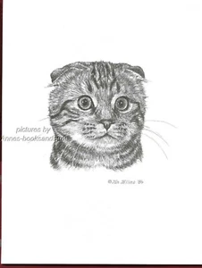#392 SCHOTTISCHES FALT KATZENPORTRAIT Kunstdruck * Feder & Tusche Zeichnung von Jan Jellins - Bild 1 von 1