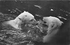 BF39398 france paris zoo withe bear ours   animal animaux