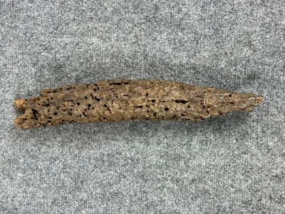 "De colección Madera a la deriva Gusano Madera Taxidermia Montaje Pantano Río 15"" Decoración Asiática" Foto 1 de 4