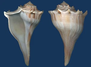 Polea Shell Sinistrofulgur Seashell - Imagen 1 de 2