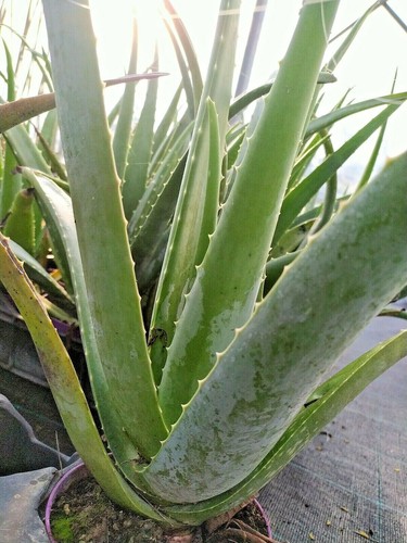 Foto 1 di 6
