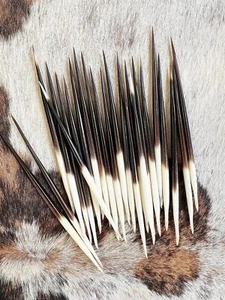 5 Stück, Authentische Afrikanische Stachelschwein Federkiele, 5-5,5" Medium Federkiele - Bild 1 von 5