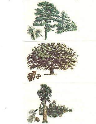 Scott 1764 - 1767- American Trees. 5 Covers On Andrews Cachet. #716  #02 ATFDC - Image 1 of 2