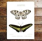 Ornithoptera & Papilio Butterflies Metal Sign Plaque
