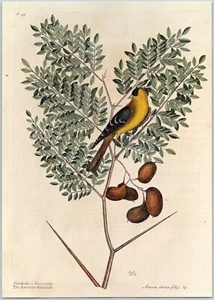 American Goldfinch Water Locust Mark Catesby Reproduction Book Plate Print 8x11 - Picture 1 of 1