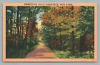 Grüße von MIDDLESEX New York Yates County Generischer Waldweg Postkarte ~ 40er