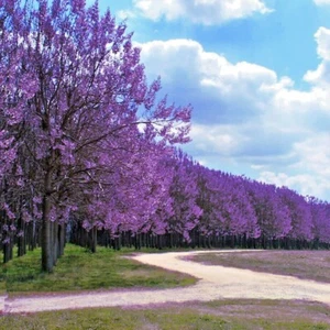 50 Royal Empress (Paulownia tomentosa) Seeds "FASTEST GROWING TREE in the WORLD" - Picture 1 of 12