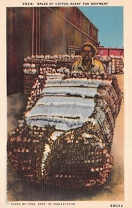 Antique Postcard - Bales of Cotton Ready for Shipment Tennessee - Picture 1 of 2