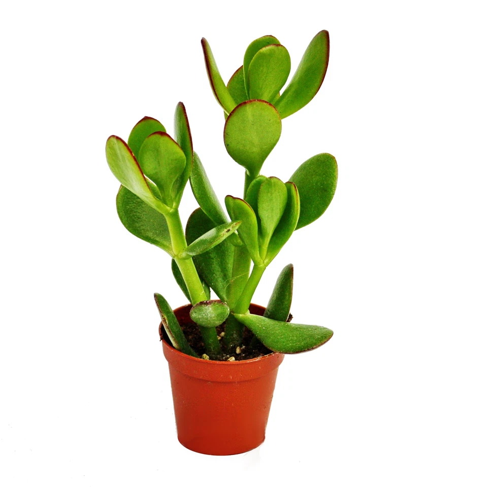 Exotenherz - Crassula portulacea - Geldbaum - im 5,5cm Topf - Bild 1 von 1