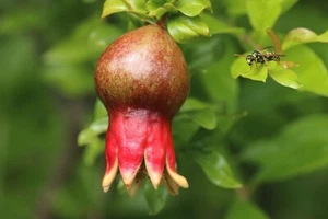 POMEGRANATE BUSH SEEDS PUNICA GRANATUM HIGH YIELDS VITAMINS AND MINERALS - Picture 1 of 7