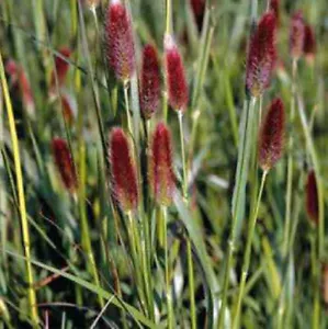 Pennisetum Red Buttons x 1 Plant " P. thunbergii " - Ornamental Grass - Picture 1 of 4