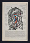 1903 Human Anatomy Print - Arteries Veins Stomach Intestine Circulatory System
