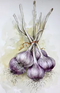 Garlic Painting Original Watercolor Vegetable Art Kitchen Botanic Ukrainian Art - Picture 1 of 7