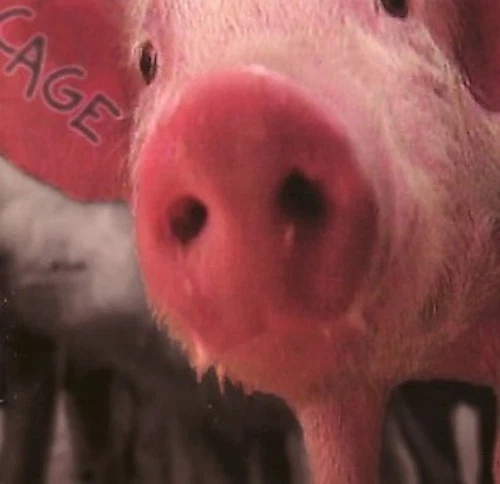 Cage - Cage - CD -  - Bild 1 von 1