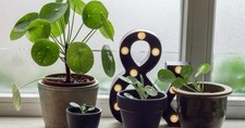 Semillas Planta China del Dinero Pilea peperomioides (10 semillas)