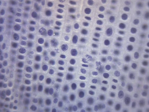Onion Mitosis, Prepared Microscope Slide - 75x25mm - Eisco Labs - Picture 1 of 3
