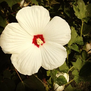 SEED- Hibiscus moscheutos -Cold Hardy Perennial- White & Pink/Red 20 Seeds Each - Bild 1 von 7