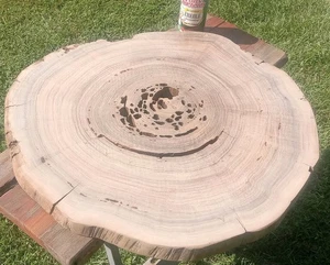 Dendrochronology Tree Ring Science Project 700+ Rings! Old Growth Sinker Cypress - Picture 1 of 16