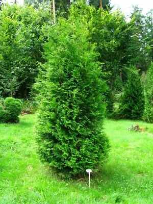 VIVAIO DI CASTELLETTO Tuia "Thuja occidentalis Brabant" pianta da siepe in vaso ø18 h. 80/100 cm