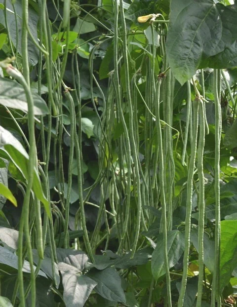 BEAN YOU FONG WONG LONG SEEDS Vegetable Seeds Black Seeds Beans Long Bean Seeds - Image 1 of 1