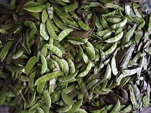 huacinth seed/bengali shim/ aina uri seed (20 seed for £3.60) - Picture 1 of 4