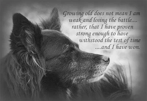 Inspirierender Hund Kühlschrankmagnet 3 1/2"x 5" Made in USA - Bild 1 von 1