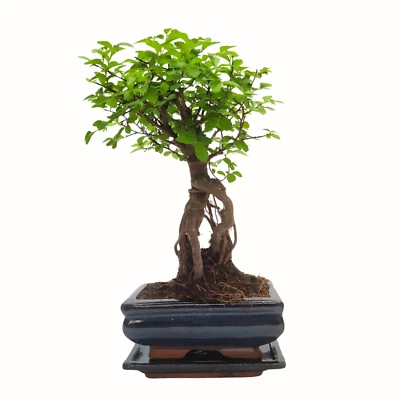 Bonsai Baum mit Keramik Blumentopf - Chinese elm - ca. 7 Jahre (15 cm Schale) - Bild 1 von 4