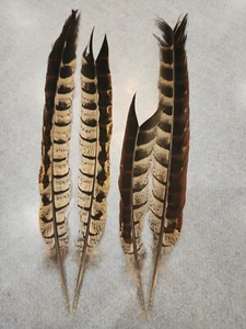 X-30 Matched 2 Pr Hybrid Ringneck Reeves Cross Pheasant Tail Feather - Picture 1 of 2